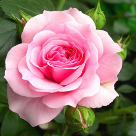 Pink Rose Fragrant Oil