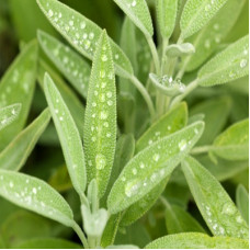 Sage Essential Oil