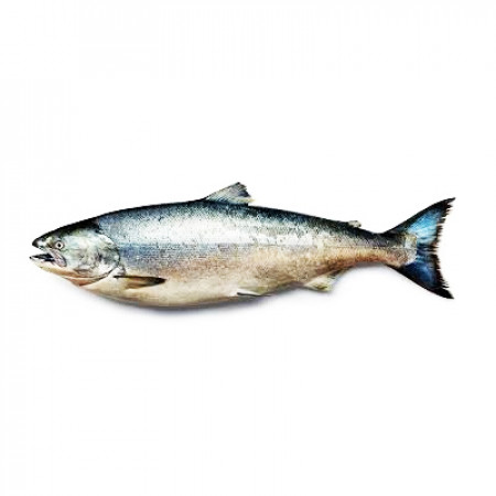 Wild Salmon Fish Oil