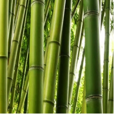 Bamboo Extract Cosmetic