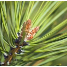 Spruce Floral Water