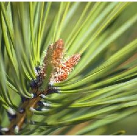 Spruce Floral Water