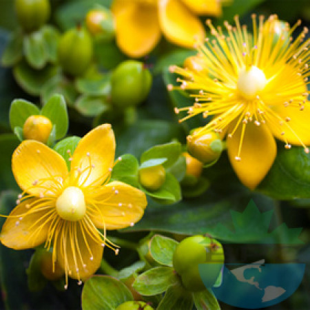 St John Wort Flower Oil