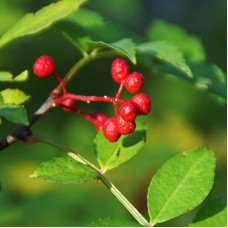 Tomar Seed Essential Oil