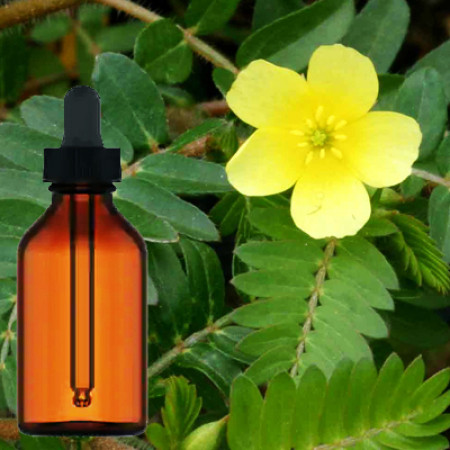 Terrestris Tribulus Liquid Extract 