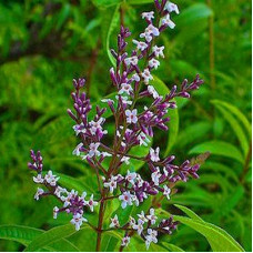 Verbena Blossom Fragrance Oil