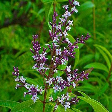 Verbena Blossom Fragrance Oil