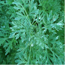 Wormwood Essential Oil