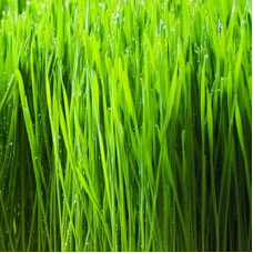 Wheat Grass Oil Organic