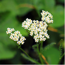 Yarrow Essential Oil Green