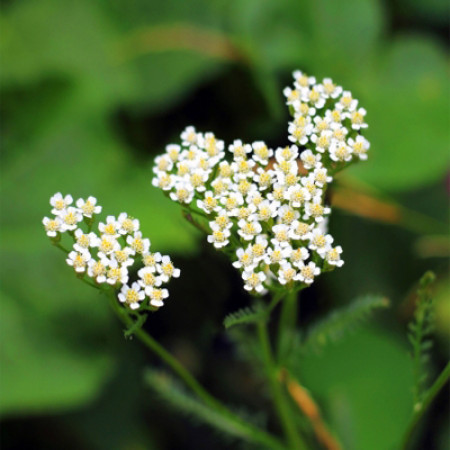 Yarrow Essential Oil Green