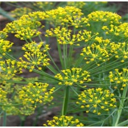 Anethi Floral Water