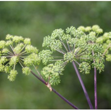 Angelica Root 5%