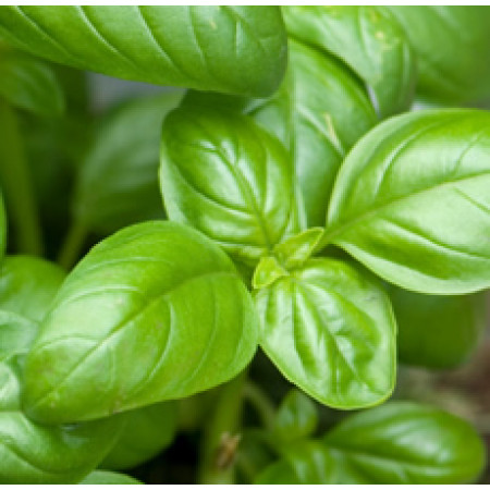 H2O  Basil Essential Oil