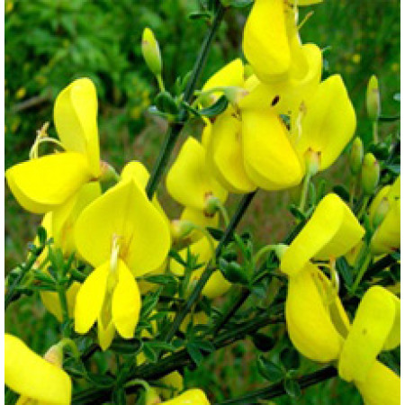 Broom Genet Floral Water