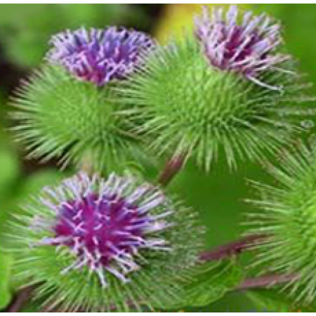 Burdock Root Oil