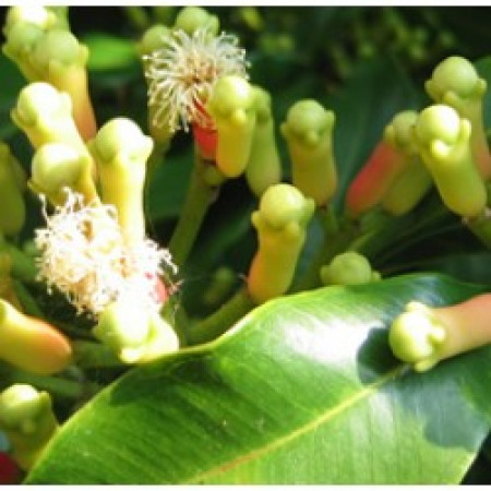 Clove Bud Floral Water