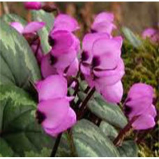 Cyclamen Floral Water