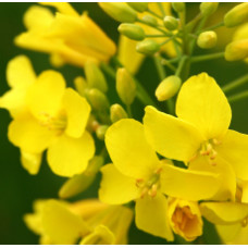 Canola Oil (CANADA)