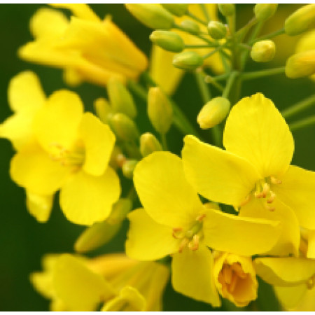 Canola Oil (CANADA)