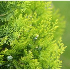 Cedar Leaf Floral Water