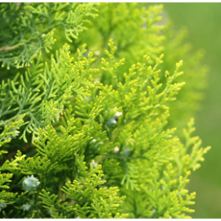 Cedar Leaf Floral Water