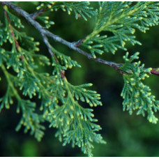 Cypress Floral Water France