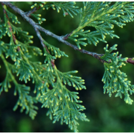 Cypress Floral Water France