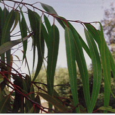 H2O Citriodora Essential OIl 