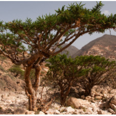 Frankincense Floral Water 