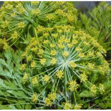 Galbanum Floral Water 