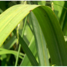 Ginger Grass Floral Water