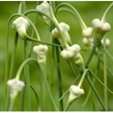 H2O Garlic Essential Oil (India)