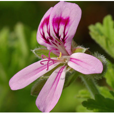 H2O Geranium Essential Oil 