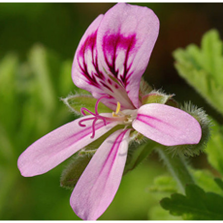 H2O Geranium Essential Oil 