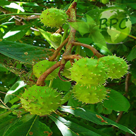 Horse chestnut oil (Canada)