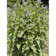 H2O Hyssop Essential Oil