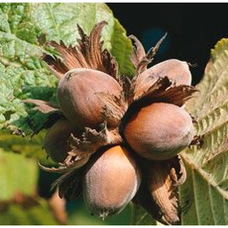 Hazel Nut Oil (ITALY)