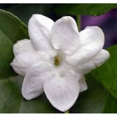 Jasmine Auriculatum Floral Water