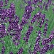 H2O Lavender Oil