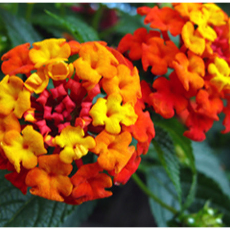 H2O  Lantana Essential Oil (Madagascar)