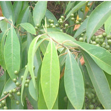 Litsea Cubeba Essential Oil