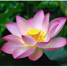 Lotus Pink Floral Water