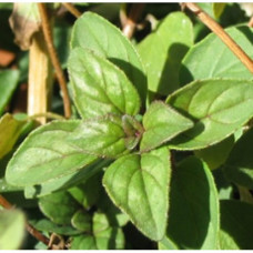 H2O Marjoram Essential Oil (Spain)