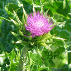 Milk Thistle Seed Oil 