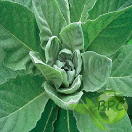 Mullein leaf oil (Canada)