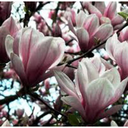 Magnolia Absolute Oil