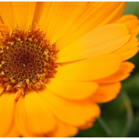 Marigold Floral Water