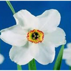 Narcissus Floral Water