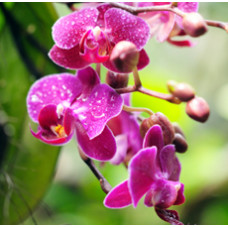 Orchid Rain Fragrant Oil